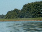 Orzeł bielik krążący nad jeziorem Gardna